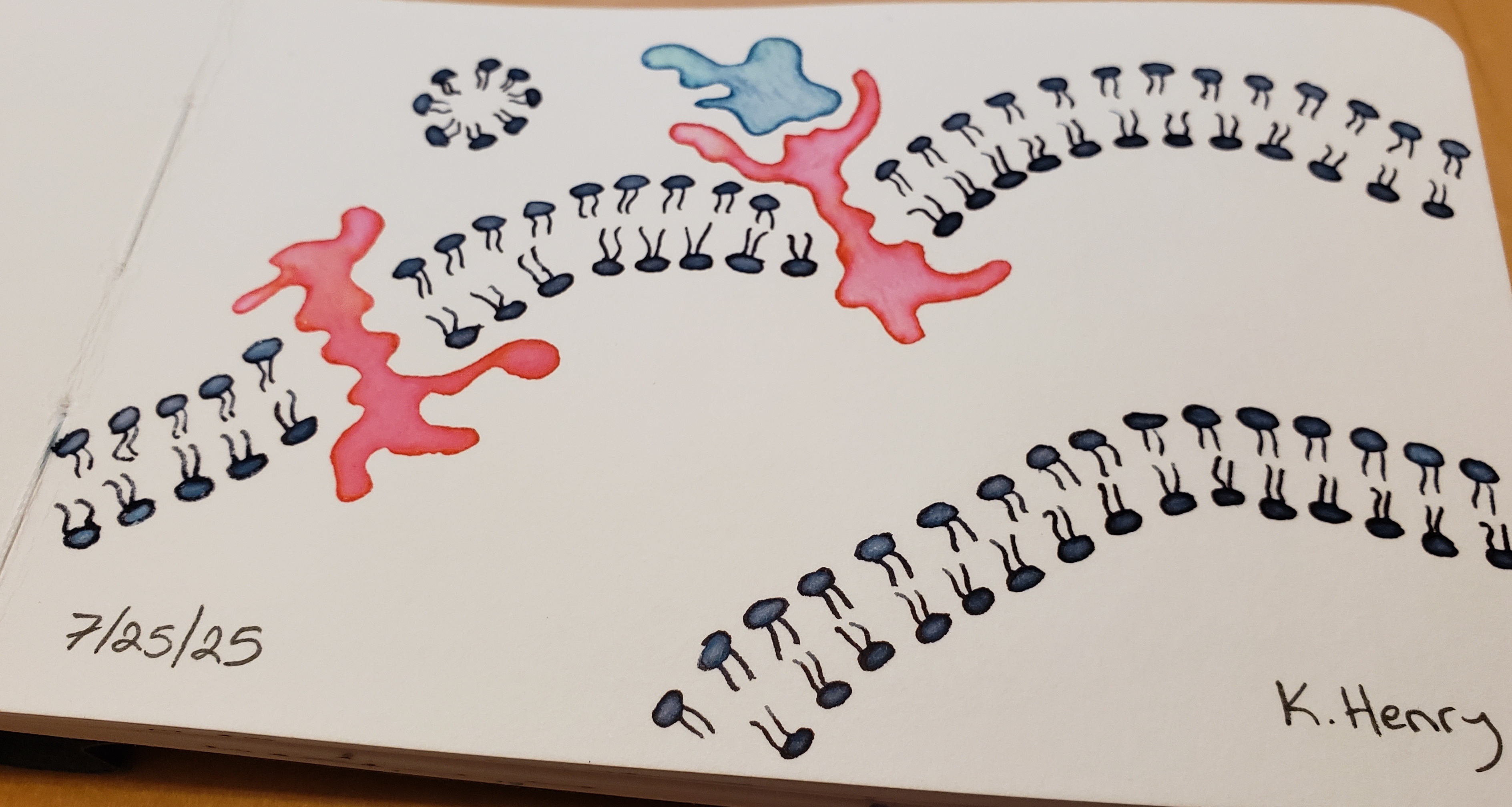 Figure 6: Hand drawn procedural art inspired by phospholipids and proteins in cell membranes. Ink on paper, in a sketchbook.